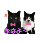ちゃんみーとしろたんくろたんパート2（個別スタンプ：3）