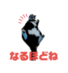 ちゃんみーとしろたんくろたんパート2（個別スタンプ：6）