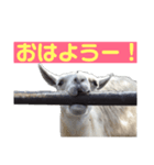 ラマとハエはズッ友だょ！（個別スタンプ：1）