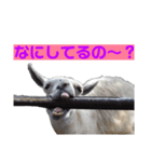 ラマとハエはズッ友だょ！（個別スタンプ：3）
