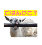 ラマとハエはズッ友だょ！（個別スタンプ：5）