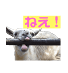 ラマとハエはズッ友だょ！（個別スタンプ：6）