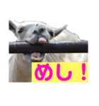 ラマとハエはズッ友だょ！（個別スタンプ：7）