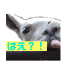ラマとハエはズッ友だょ！（個別スタンプ：8）