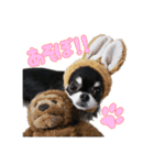 わんちゃんのかわいいスタンプ！（個別スタンプ：5）
