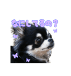 わんちゃんのかわいいスタンプ！（個別スタンプ：11）