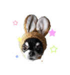 わんちゃんのかわいいスタンプ！（個別スタンプ：15）