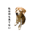 ビーグル犬 キキの日常（個別スタンプ：1）