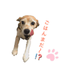ビーグル犬 キキの日常（個別スタンプ：2）