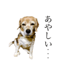 ビーグル犬 キキの日常（個別スタンプ：3）