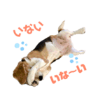 ビーグル犬 キキの日常（個別スタンプ：4）