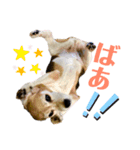 ビーグル犬 キキの日常（個別スタンプ：5）