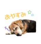 ビーグル犬 キキの日常（個別スタンプ：6）