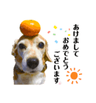 ビーグル犬 キキの日常（個別スタンプ：7）