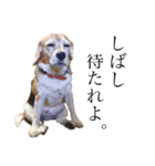 ビーグル犬 キキの日常（個別スタンプ：8）