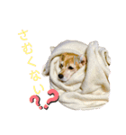 ビーグル犬 キキの日常（個別スタンプ：9）