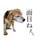 ビーグル犬 キキの日常（個別スタンプ：11）