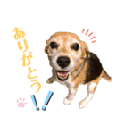 ビーグル犬 キキの日常（個別スタンプ：12）