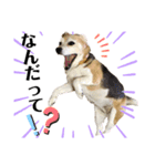 ビーグル犬 キキの日常（個別スタンプ：16）