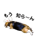ビーグル犬 キキの日常（個別スタンプ：17）