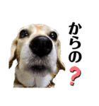 ビーグル犬 キキの日常（個別スタンプ：18）