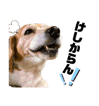 ビーグル犬 キキの日常（個別スタンプ：19）