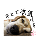 ビーグル犬 キキの日常（個別スタンプ：20）