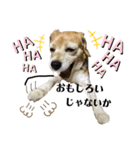 ビーグル犬 キキの日常（個別スタンプ：21）