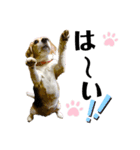 ビーグル犬 キキの日常（個別スタンプ：24）