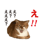 猫の言いたいこと日常スタンプ（個別スタンプ：16）