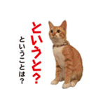 猫の言いたいこと日常スタンプ（個別スタンプ：18）