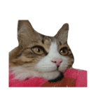 Anzu Cat Stamp 3（個別スタンプ：2）