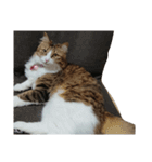 Anzu Cat Stamp 3（個別スタンプ：3）