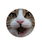 Anzu Cat Stamp 3（個別スタンプ：4）