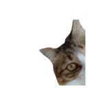 Anzu Cat Stamp 3（個別スタンプ：8）