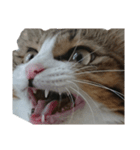 Anzu Cat Stamp 3（個別スタンプ：11）