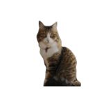 Anzu Cat Stamp 3（個別スタンプ：13）