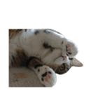 Anzu Cat Stamp 3（個別スタンプ：14）