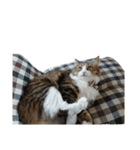 Anzu Cat Stamp 3（個別スタンプ：16）