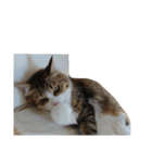 Anzu Cat Stamp 3（個別スタンプ：20）
