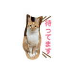 クレープのスタンプ（個別スタンプ：8）