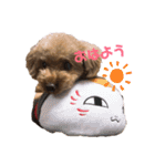 ココア＆あずき（個別スタンプ：6）