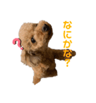 ココア＆あずき（個別スタンプ：11）