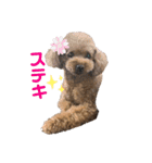 ココア＆あずき（個別スタンプ：13）
