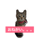 とんとんリンちゃん（個別スタンプ：1）