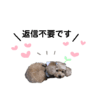 らいちゃん好き（個別スタンプ：16）