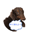 コロコナチノ（個別スタンプ：2）