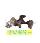 コロコナチノ（個別スタンプ：15）