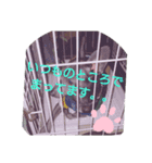 わんだふる。。（個別スタンプ：2）