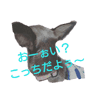 わんだふる。。（個別スタンプ：4）